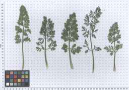 Ames_26386_01ncao01_SD_PL_LV_2011-06-03_02.jpg