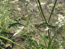 Ames_26386_01ncao01_SD_PL_LV_2011-07-08_01.jpg