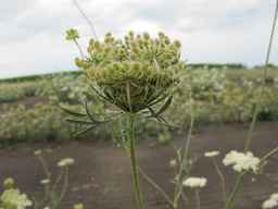 Ames_26386_01ncao01_SD_PL_UM_2011-07-21_01.jpg