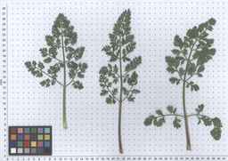 Ames_26387_01ncao01_SD_PL_LV_2011-06-07_02.jpg