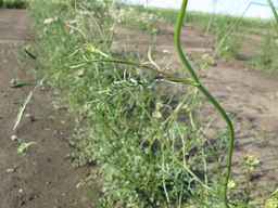 Ames_26387_01ncao01_SD_PL_LV_2011-06-28_03.jpg