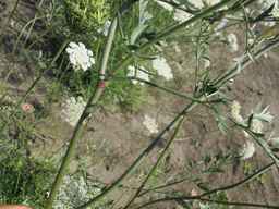 Ames_26387_01ncao01_SD_PL_LV_2011-07-08_01.jpg