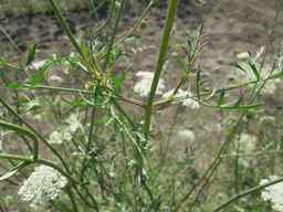 Ames_26387_01ncao01_SD_PL_LV_2011-07-08_02.jpg