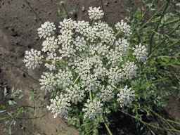 Ames_26387_01ncao01_SD_PL_UM_2011-06-28_03.jpg