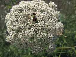 Ames_26387_01ncao01_SD_PL_UM_2011-06-28_04.jpg