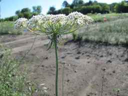 Ames_26387_01ncao01_SD_PL_UM_2011-06-28_10.jpg