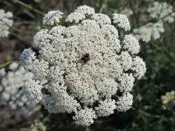 Ames_26387_01ncao01_SD_PL_UM_2011-07-08_03.jpg