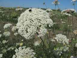 Ames_26387_01ncao01_SD_PL_UM_2011-07-08_08.jpg