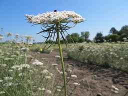 Ames_26387_01ncao01_SD_PL_UM_2011-07-08_10.jpg