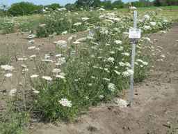 Ames_26387_01ncao01_SD_PL_XX_2011-07-08_04.jpg