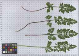 Ames_26388_01ncao01_SD_PL_LV_2011-02-04_01.jpg