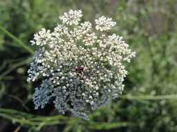 Ames_26388_01ncao01_SD_PL_UM_2011-06-28_01.jpg