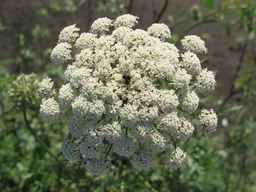 Ames_26388_01ncao01_SD_PL_UM_2011-06-28_03.jpg