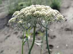 Ames_26388_01ncao01_SD_PL_UM_2011-06-28_06.jpg