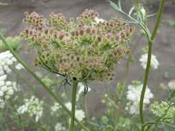 Ames_26388_01ncao01_SD_PL_UM_2011-07-12_01.jpg