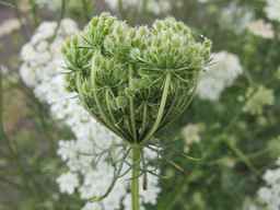 Ames_26388_01ncao01_SD_PL_UM_2011-07-12_03.jpg