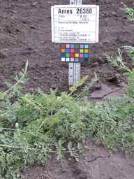 Ames_26388_01ncao01_SD_PL_XX_2011-06-09_01.jpg