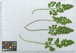 Ames_26393_01ncao01_SD_PL_LV_2011-02-04_02.jpg
