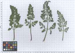 Ames_26393_01ncao01_SD_PL_LV_2011-06-03_01.jpg