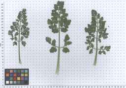 Ames_26393_01ncao01_SD_PL_LV_2011-06-03_02.jpg
