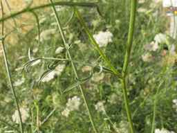 Ames_26393_01ncao01_SD_PL_LV_2012-06-22_01.jpg