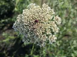 Ames_26393_01ncao01_SD_PL_UM_2011-06-28_01.jpg