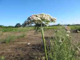 Ames_26393_01ncao01_SD_PL_UM_2011-06-28_02.jpg