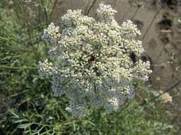 Ames_26393_01ncao01_SD_PL_UM_2011-06-28_03.jpg