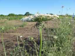 Ames_26393_01ncao01_SD_PL_UM_2011-06-28_04.jpg