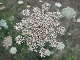 Ames_26393_01ncao01_SD_PL_UM_2011-07-08_04.jpg