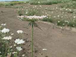 Ames_26393_01ncao01_SD_PL_UM_2011-07-08_05.jpg