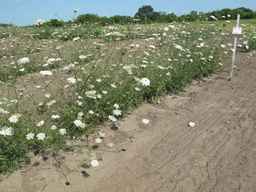 Ames_26393_01ncao01_SD_PL_XX_2011-07-08_03.jpg