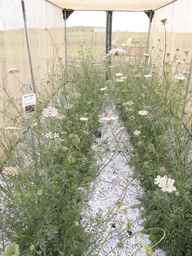 Ames_26393_01ncao01_SD_PL_XX_2012-06-13_02.jpg