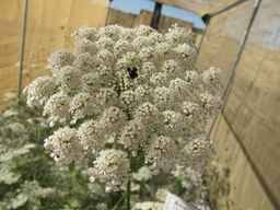 Ames_26408_01ncao01_SD_PL_UM_2012-06-22_02.jpg