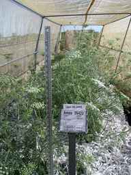 Ames_26422_01ncao01_SD_PL_FL_2008-06-30_01.jpg
