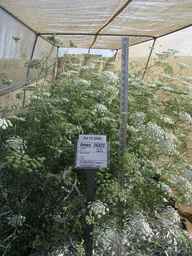 Ames_26422_01ncao01_SD_PL_FL_2008-07-15_01.jpg