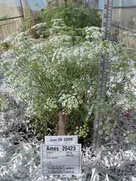 Ames_26423_01ncao01_SD_PL_FL_2008-06-30_01.jpg