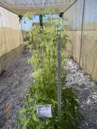 Ames_26455_01ncao01_SD_PL_FL_2009-08-11_01.jpg