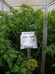 Ames_26969_03ncao01_SD_PL_FL_2006-05-18_01.jpg