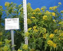 Ames_26972_03ncao01_SD_01.JPG