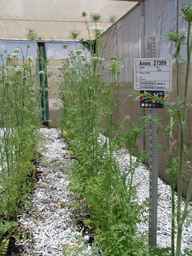Ames_27399_04ncao01_SD_PL_XX_2009-06-25_01.jpg