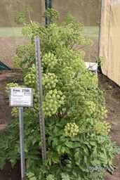 Ames_27505_04ncwo01_SD_PL_FL_2010-05-26_01.jpg
