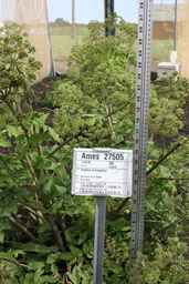 Ames_27505_04ncwo01_SD_PL_FL_2011-06-16_01.jpg