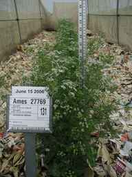 Ames_27769_05ncao01_SD_PL_FL_2006-06-15_01.jpg