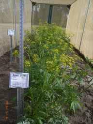 Ames_28289_06ncao01_SD_PL_FL_2010-05-06_01.jpg
