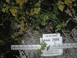 Ames_29088_07ncao01_SD_PL_FL_2008-07-24_02.jpg