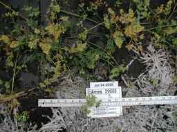 Ames_29088_07ncao01_SD_PL_FL_2008-07-24_03.jpg