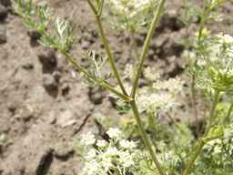 Ames_29096_07ncao01_SD_PL_LV_2012-07-20_01.jpg