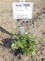 Ames_29096_08ncai01_SD_PL_XX_2012-07-18_01.jpg