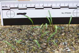 Ames_29103_07ncao01_SD_Seedling.JPG